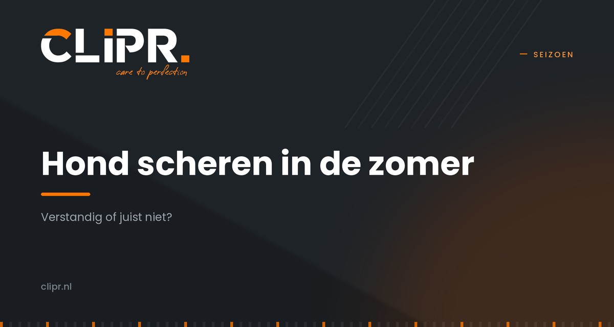Hond scheren in de zomer: verstandig of juist niet?