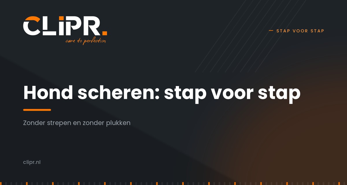 Hond scheren: stappenplan zonder strepen en plukken