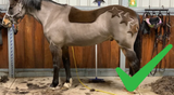 Clipr Horse Ultimate 2-speed tondeuse op accu thumbnail 6