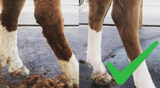 Clipr Horse Ultimate 2-speed tondeuse op accu thumbnail 4